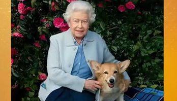 Rainha Elizabeth 2ª teve 30 cachorros ao longo dos 70 anos de reinado (Reprodução)